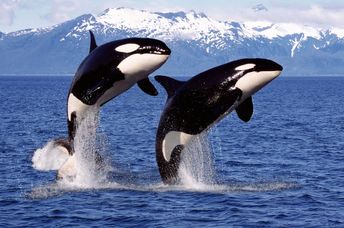Orca whales off the coast of Canada.